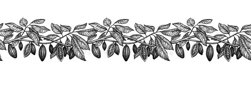 Seamless illustration of cocoa. Branches and pods. Ink sketch isolated on white background. Hand drawn vector illustration. Retro style. Seamless illustration of cocoa. Branches and pods. Ink sketch isolated on white background. Hand drawn vector illustration. Retro style.